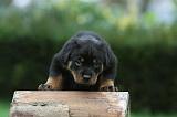 ROTTWEILER 363